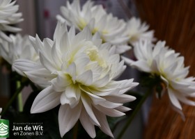DLD 56 Dahlia Karma Maarten Zwaan