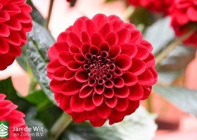 DLD 58 Dahlia Red Fox