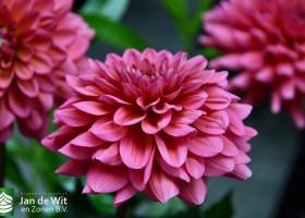DLD 59 Dahlia Salmon Runner