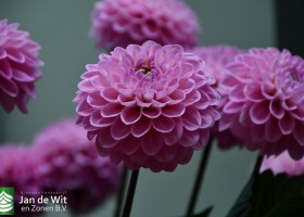 DLD 60 Dahlia Wizard of Oz