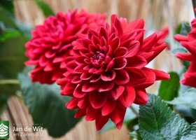 DLD 61 Dahlia Red Runner