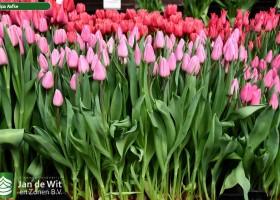 Tulipa Aafke (1)