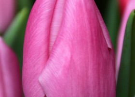 Tulipa Aafke (3)