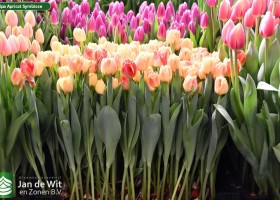 Tulipa Apricot Symbiose (1)