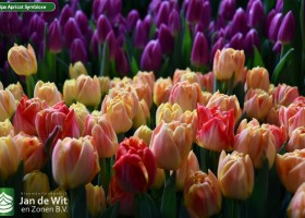 Tulipa Apricot Symbiose (2)