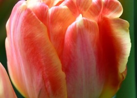 Tulipa Apricot Symbiose (3)