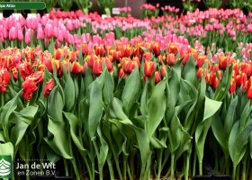 Tulipa Atlas (1)