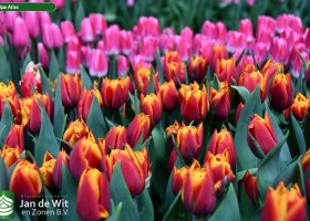 Tulipa Atlas (2)