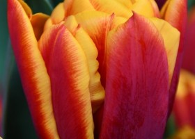 Tulipa Atlas (3)
