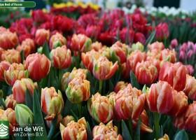 Tulipa Bed of Roses (2)
