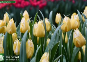 Tulipa Burning Flame (2)