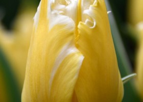 Tulipa Burning Flame (3)