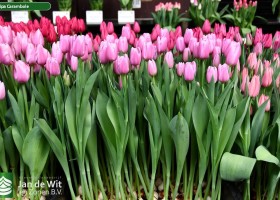 Tulipa Carambole (1)