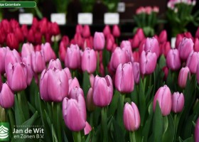 Tulipa Carambole (2)