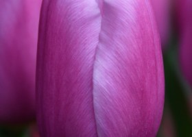 Tulipa Carambole (3)