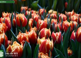 Dutch Tulip Show 2025 new assortment