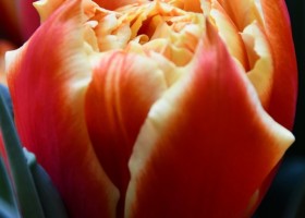 Tulipa Edition (3)