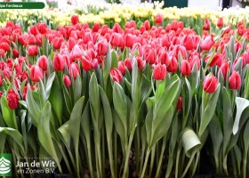 Tulipa Ferdeaux (1)