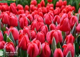 Tulipa Ferdeaux (2)