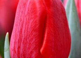 Tulipa Ferdeaux (3)