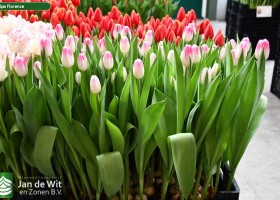 Tulipa Florence (1)