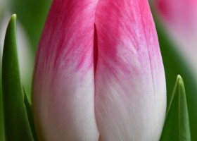 Tulipa Florence (3)