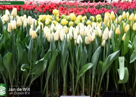 Tulipa Fondue (1)