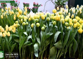 Tulipa Golden Jewel (1)