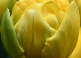 Tulipa Golden Jewel (3)