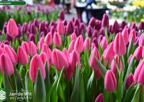 Tulipa Lincoln (2)