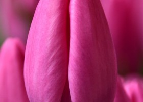 Tulipa Lincoln (3)