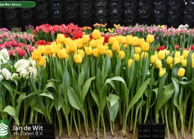 Tulipa Mon Amour (1)