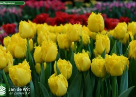 Tulipa Mon Amour (2)