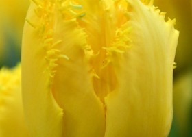 Tulipa Mon Amour (3)