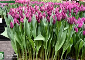 Tulipa Montezuma (1)