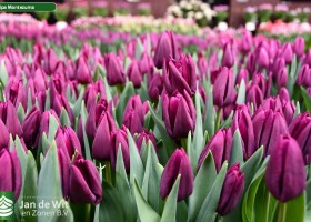 Tulipa Montezuma (2)