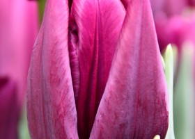 Tulipa Montezuma (3)