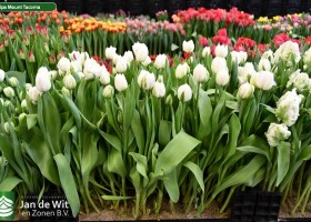 Tulipa Mount Tacoma (1)