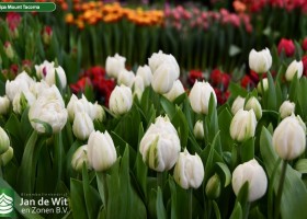 Tulipa Mount Tacoma (2)