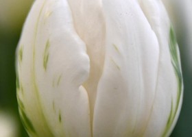 Tulipa Mount Tacoma (3)