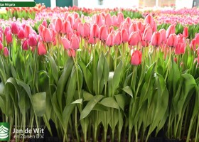 Tulipa Niigata (1)
