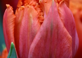 Tulipa Orange Passion (3)
