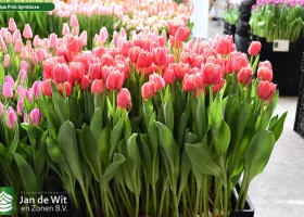 Tulipa Pink Symbiose (1)