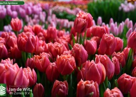 Tulipa Pink Symbiose (2)