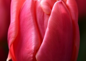 Tulipa Pink Symbiose (3)