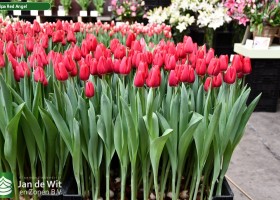 Tulipa Red Angel (1)
