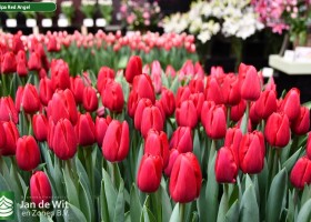 Tulipa Red Angel (2)