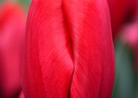 Tulipa Red Angel (3)