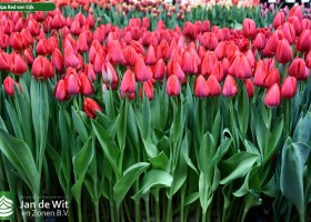 Tulipa Red van Eijk (1)