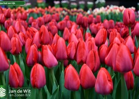 Tulipa Red van Eijk (2)